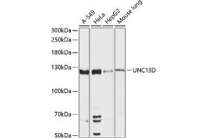 Western blot analysis of extracts of various cell lines, using UNC13D antibody (ABIN6130567, ABIN6149931, ABIN6149932 and ABIN6217024) at 1:3000 dilution. (UNC13D anticorps  (AA 891-1090))