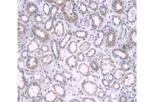 DAB staining on IHC-P; Samples: Human Kidney Tissue. (APOA1 anticorps  (AA 122-267))