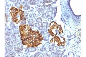 Formalin-fixed, paraffin-embedded human Pancreas stained with Chromogranin A Mouse Monoclonal Antibody (CHGA/777) (Chromogranin A anticorps)