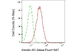 anti-Keratin 6C (KRT6C) antibody