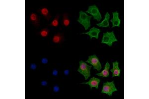 ABIN7094244 and ABIN7098291 staining HepG2 cells by IF/ICC. (FZR1 anticorps  (Internal Region))