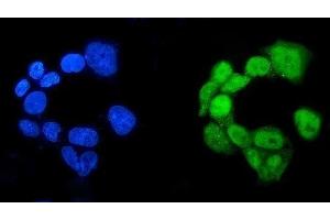 IF analysis of RBPJK/RBPJ using anti-RBPJK/RBPJ antibody (ABIN7601670).