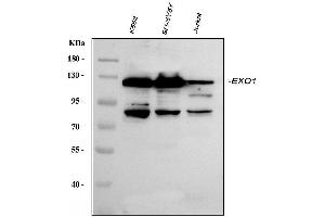 Western blot analysis of Exonuclease 1/EXO1 using anti-Exonuclease 1/EXO1 antibody (ABIN7599229).