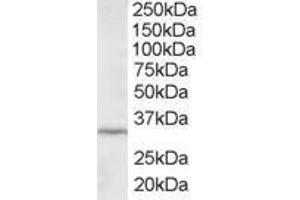 Image no. 1 for anti-Inhibitor of Growth Family, Member 2 (ING2) (AA 267-280) antibody (ABIN300015) (ING2 anticorps  (AA 267-280))