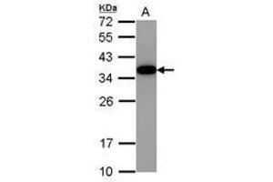 Image no. 1 for anti-Akirin 2 (AKIRIN2) (AA 8-203) antibody (ABIN1496538) (AKIRIN2 anticorps  (AA 8-203))