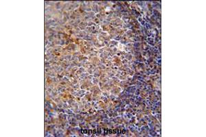ARHGAP25 Antibody immunohistochemistry analysis in formalin fixed and paraffin embedded human tonsil tissue followed by peroxidase conjugation of the secondary antibody and DAB staining. (ARHGAP25 anticorps  (AA 193-219))