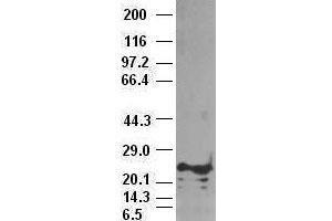 Western Blotting (WB) image for anti-Noggin (NOG) (AA 28-232) antibody (ABIN1491315) (NOG anticorps  (AA 28-232))
