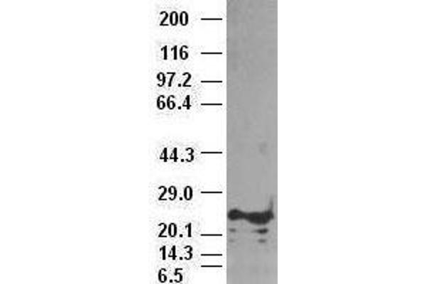 NOG anticorps  (AA 28-232)