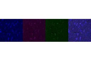 Immunohistochemistry (IHC) image for anti-G-Protein Signaling Modulator 1 (GPSM1) antibody (ABIN7456099)