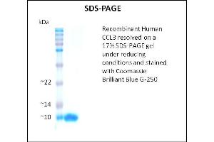 SDS-PAGE (SDS) image for Chemokine (C-C Motif) Ligand 3 (CCL3) (Active) protein (ABIN5509372)
