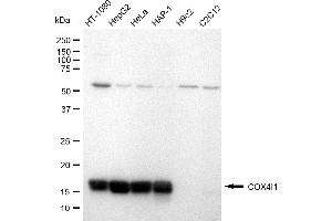 Western blotting analysis using COX IV antibody (ABIN7798246).