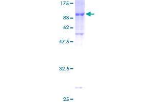SDS-PAGE (SDS) image for Zinc Finger Protein 165 (ZNF165) (AA 1-485) protein (GST tag) (ABIN1325909) (ZNF165 Protein (AA 1-485) (GST tag))