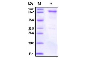 Mouse OX40, Fc Tag on SDS-PAGE under reducing (R) condition. (TNFRSF4 Protein (AA 20-211) (Fc Tag))