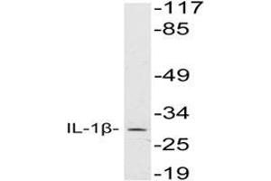 Western blot analysis of IL-1B Antibody in extracts from HeLa cells. (IL-1 beta anticorps)