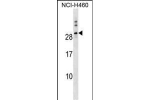 TTYH1 Antibody (N-term) (ABIN1538857 and ABIN2849795) western blot analysis in NCI- cell line lysates (35 μg/lane). (TTYH1 anticorps  (N-Term))