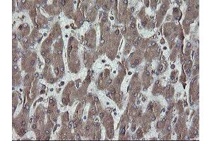 Image no. 2 for anti-Protein Disulfide Isomerase Family A, Member 3 (PDIA3) (AA 140-505) antibody (ABIN1490935)