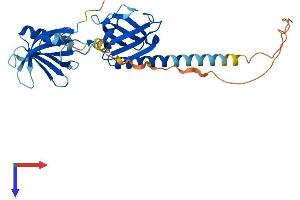AlphaFold protein structure predicition of Human Recombinant DOK5 Protein, UniprotID Q9P104