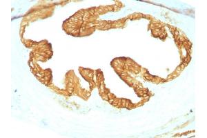 Formalin-fixed, paraffin-embedded Rat Oviduct with Cytokeratin, pan Monoclonal Antibody cocktail (KRTL/1077 + KRTH/1076). (KRT77, KRT76 anticorps)