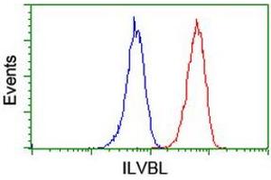 Image no. 2 for anti-IlvB (Bacterial Acetolactate Synthase)-Like (ILVBL) antibody (ABIN1498878) (ILVBL anticorps)
