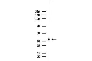 anti-Protein O-Fucosyltransferase 1 (POFUT1) (C-Term) antibody