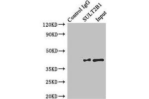 Immunoprecipitating SULT2B1 in MCF-7 whole cell lysate Lane 1: Rabbit control IgG instead of (1 μg) instead of ABIN7170965 in MCF-7 whole cell lysate.