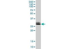 TTC33 MaxPab polyclonal antibody. (TTC33 anticorps  (AA 1-262))