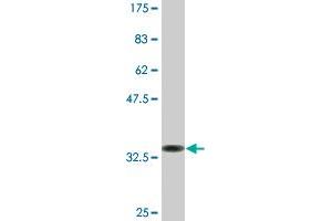 Western Blot detection against Immunogen (36.
