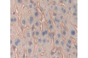 Used in DAB staining on fromalin fixed paraffin- embedded Kidney tissue (PTPRO anticorps  (AA 948-1205))