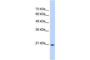 GINS2 antibody used at 0. (GINS2 anticorps)