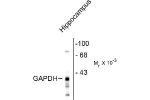 Western blot of rat hippocampal lysate showing the immunolabeling of ~38k GAPDH protein. (GAPDHS anticorps)