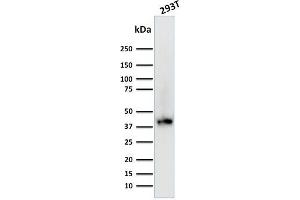 Western Blot Analysis of Human 293T cell lysate using BMI1-Monospecific Mouse Monoclonal Antibody (BMI1/2689). (BMI1 anticorps  (AA 142-326))