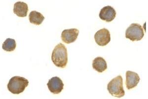 Immunocytochemistry of TOLLIP in THP-1 cells with this product at 2 μg/ml.