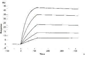Human IL-1R2, hFc Tag captured on CM5 Chip via Protein A can bind Human IL-1 Beta, His Tag with an affinity constant of 0.