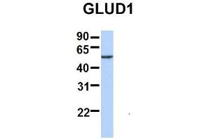 GLUD1 抗体  (N-Term)
