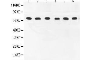 Anti-COX1 Picoband antibody, All lanes: Anti-COX1 at 0. (PTGS1 anticorps  (AA 318-599))