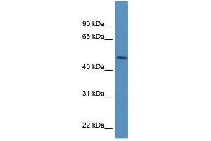PDIA6 antibody used at 1 ug/ml to detect target protein. (PDIA6 anticorps  (N-Term))