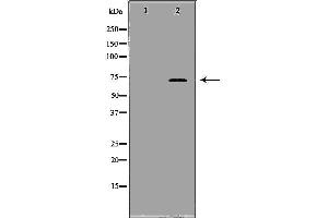 Western blot analysis of LoVo cell lysate, using SLAMF1 Antibody. (SLAMF1 anticorps  (C-Term))