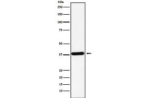 Western blot analysis of CRKII expression in K562 cell lysate.