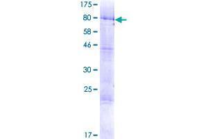 Image no. 1 for tRNA Methyltransferase 6 Homolog (TRMT6) (AA 1-497) protein (GST tag) (ABIN1323798)