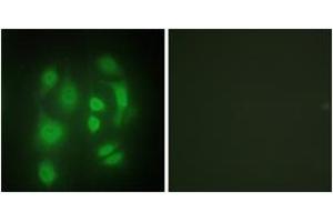 Immunofluorescence analysis of HepG2 cells, using hnRNP Q Antibody. (SYNCRIP anticorps  (AA 236-285))