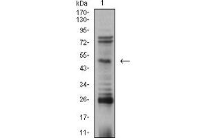 Western blot analysis using TFAP2B mouse mAb against SK-N-SH (1) cell lysate. (TFAP2B anticorps  (AA 84-193))