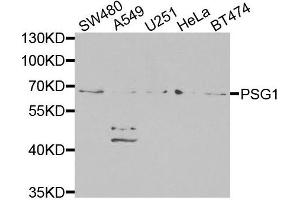 Western blot analysis of extracts of various cells, using PSG1 antibody. (PSG1 anticorps)