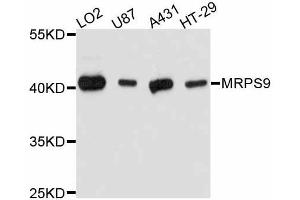Western blot analysis of extracts of various cell lines, using MRPS9 antibody (ABIN5998262) at 1:3000 dilution. (MRPS9 anticorps)
