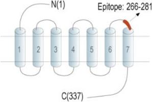 Representative domain view of the target of ABIN7885354.