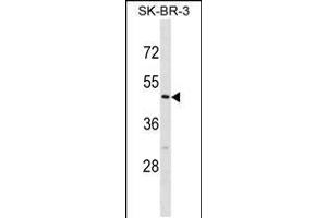 Western blot analysis in SK-BR-3 cell line lysates (35ug/lane). (CASQ2 anticorps  (AA 79-107))