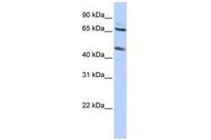 Image no. 1 for anti-Solute Carrier Family 26 (Sulfate Transporter), Member 10 (SLC26A10) (N-Term) antibody (ABIN6740628)
