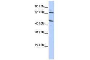 Image no. 1 for anti-Solute Carrier Family 26 (Sulfate Transporter), Member 10 (SLC26A10) (N-Term) antibody (ABIN6740628) (SLC26A10 anticorps  (N-Term))