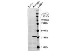 Western Blotting (WB) image for anti-Isocitrate Dehydrogenase 1 (NADP+), Soluble (IDH1) (AA 281-295) antibody (ABIN793359) (IDH1 anticorps  (AA 281-295))