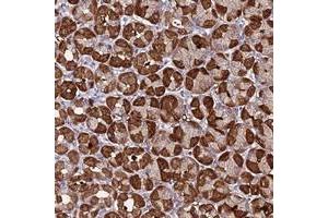 Immunohistochemical staining of human stomach with SPCS1 polyclonal antibody  shows strong cytoplasmic positivity in glandular cells. (SPCS1 anticorps)