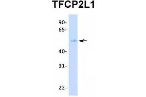 Host:  Rabbit  Target Name:  TFCP2L1  Sample Type:  Human Fetal Lung  Antibody Dilution:  1. (TFCP2L1 anticorps  (N-Term))